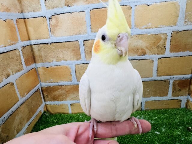 オカメインコ
