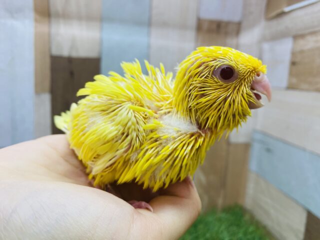 サザナミインコ