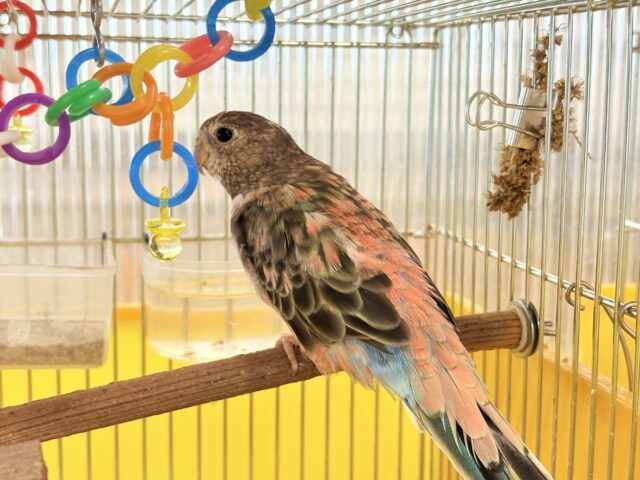 アキクサインコ（秋草インコ）