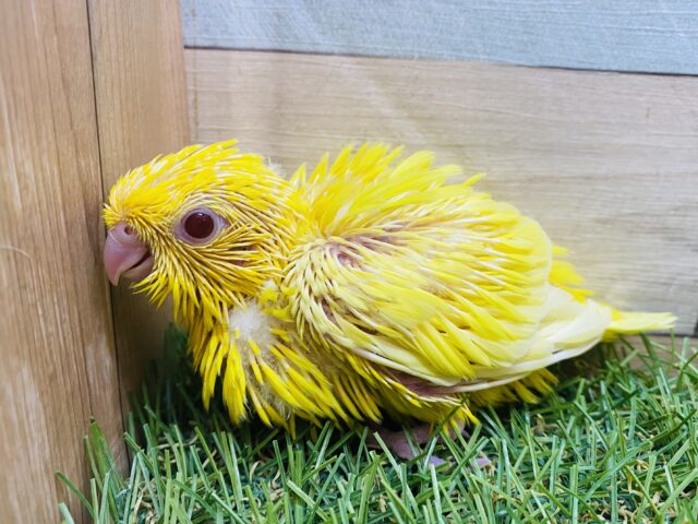 ジーッと見つめてくれる表情にイチコロです🥰サザナミインコのルチノー💛