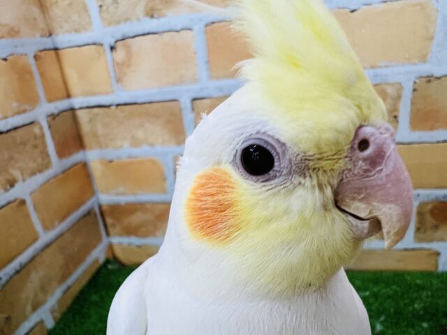 オカメインコ