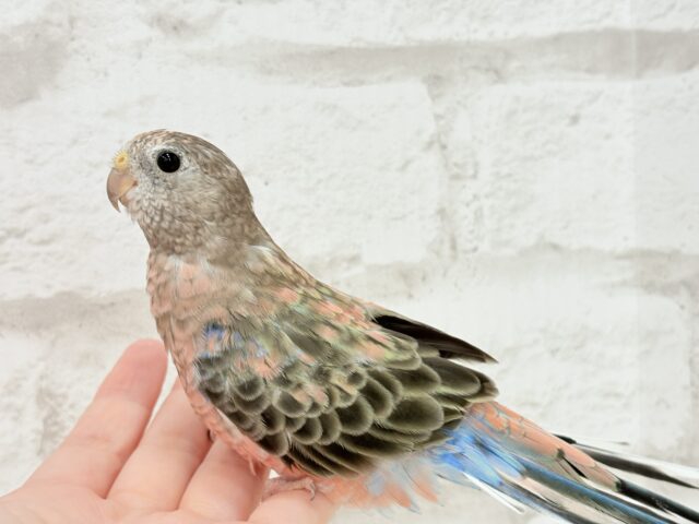 アキクサインコ（秋草インコ）