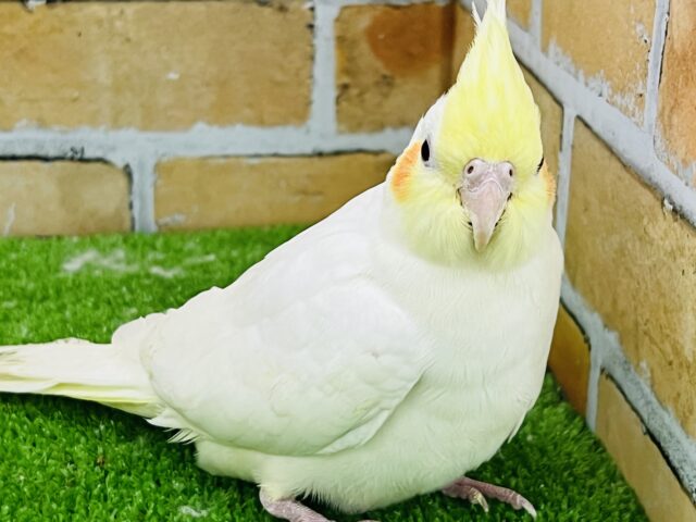 オカメインコ