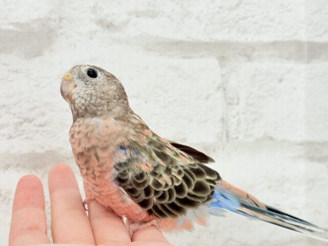 アキクサインコ（秋草インコ）
