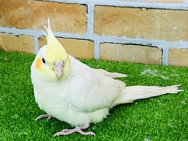 オカメインコ