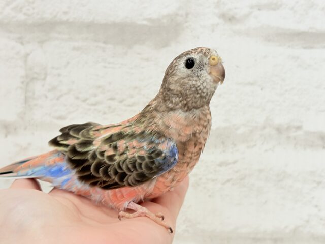 アキクサインコ（秋草インコ）