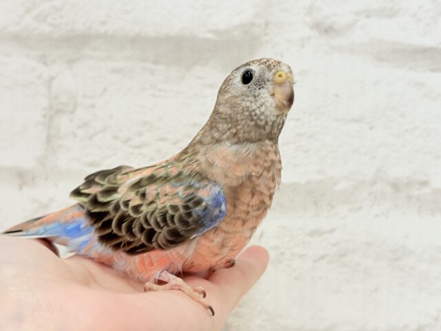 アキクサインコ（秋草インコ）