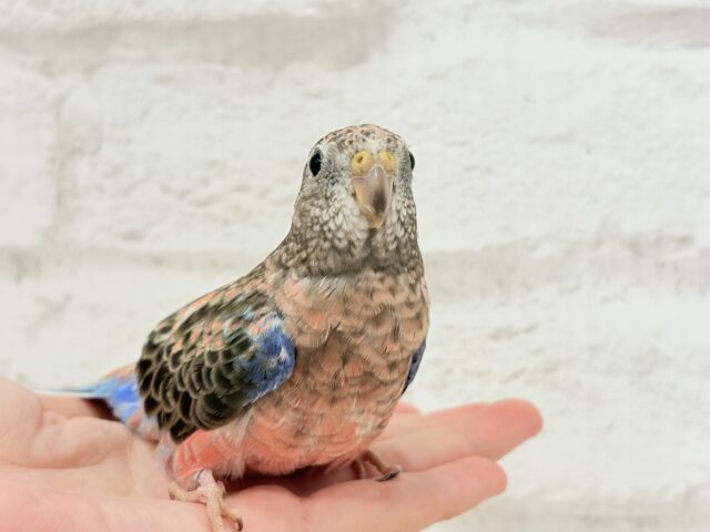 アキクサインコ（秋草インコ）