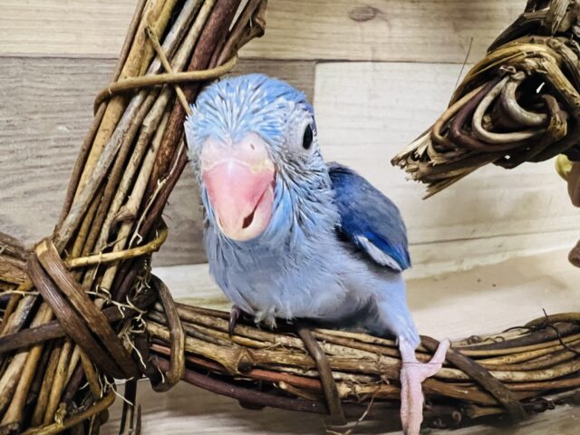 マメルリハ