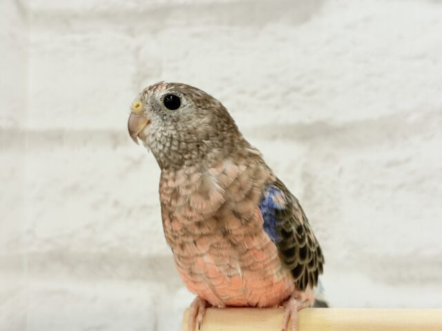 アキクサインコ（秋草インコ）