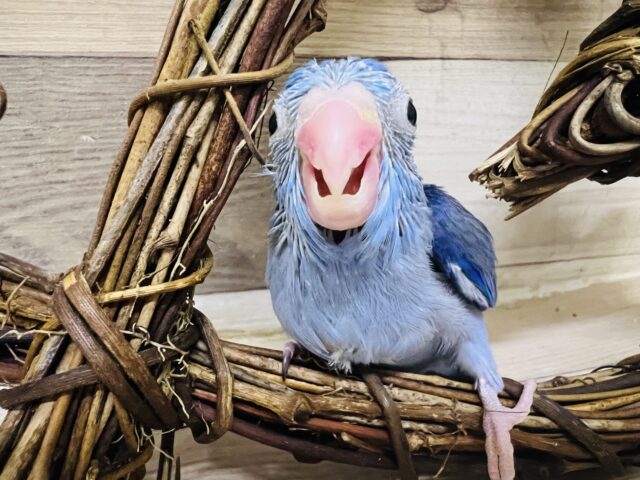 濃い〜のよ🎶コバルトカラーのマメルリハ君💙