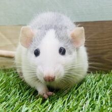 あと1匹🌟ぽわぽわ〜💓優しい雰囲気に包まれたファンシーラット男の子⭐️