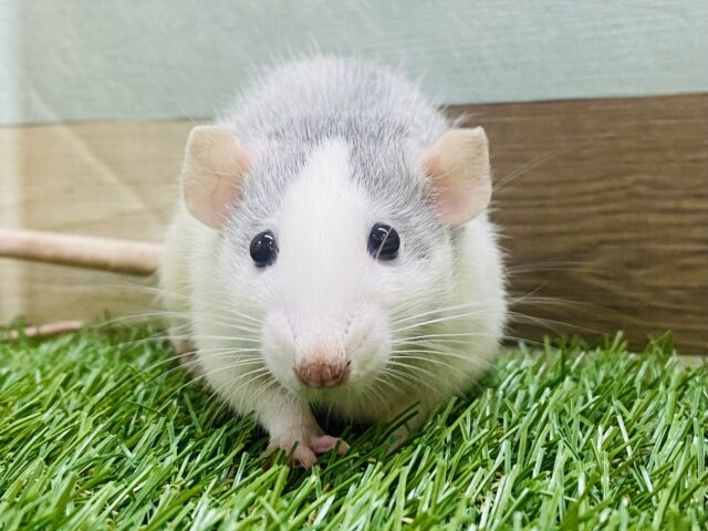 あと1匹🌟ぽわぽわ〜💓優しい雰囲気に包まれたファンシーラット男の子⭐️