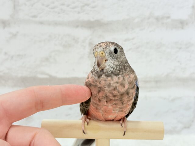 アキクサインコ（秋草インコ）