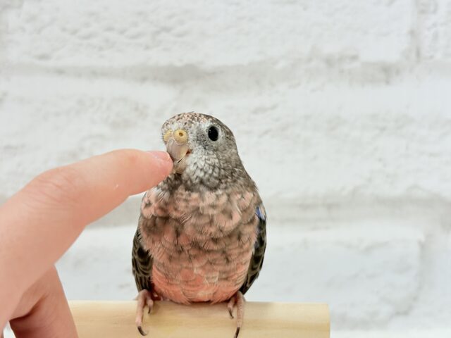 アキクサインコ（秋草インコ）