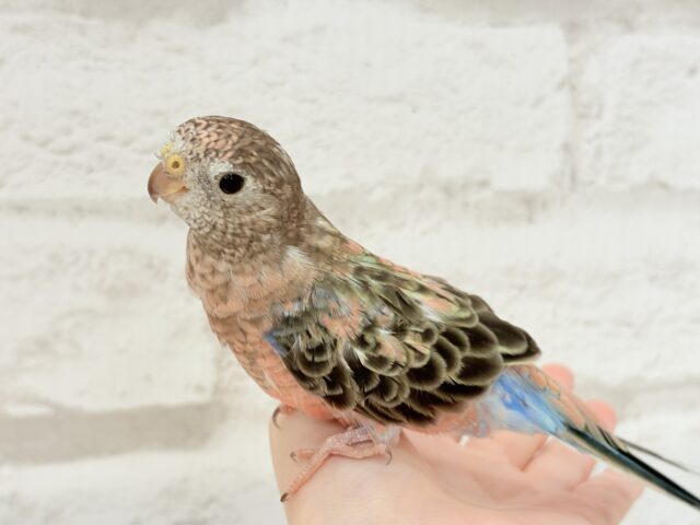 アキクサインコ（秋草インコ）