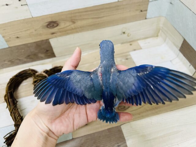 マメルリハ