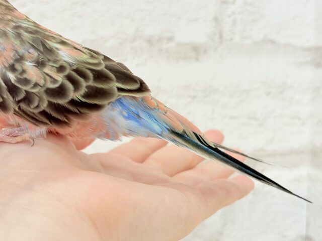アキクサインコ（秋草インコ）