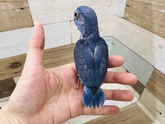マメルリハ