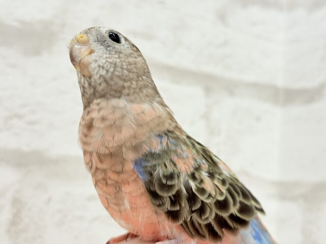 アキクサインコ（秋草インコ）