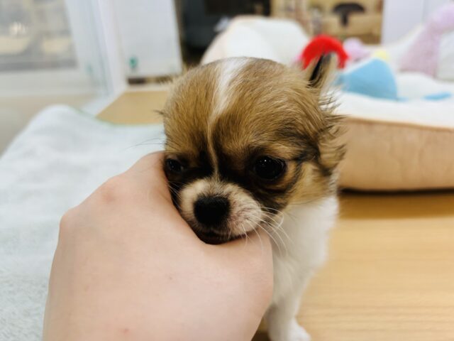 チワワ