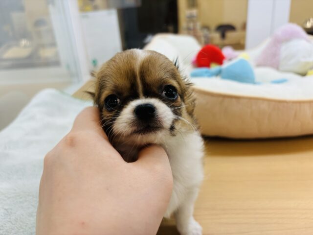 チワワ