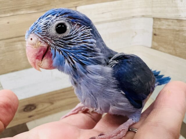 マメルリハ