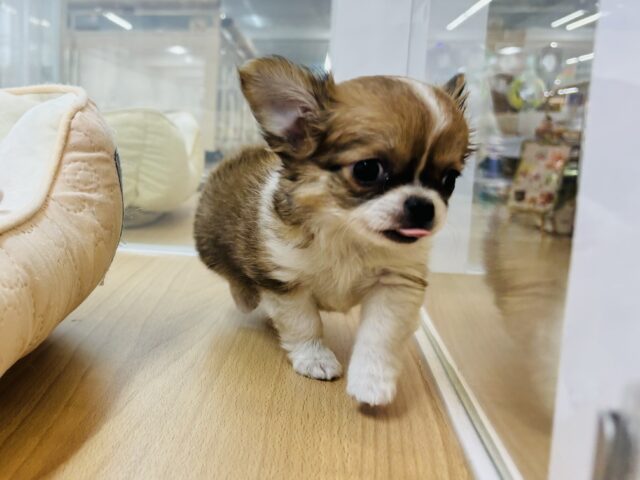 チワワ