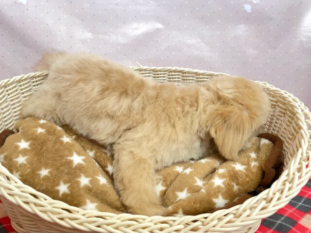 ペキプー