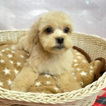 🐾マイペースBOY🐾ハーフ犬(ペキニーズ✖️トイプードル)🩵男の子🩵2025年2月1日生まれ