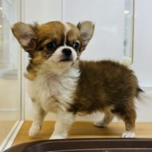 あたちの甘ったれ度についてこれる〜！？チワワちゃん！