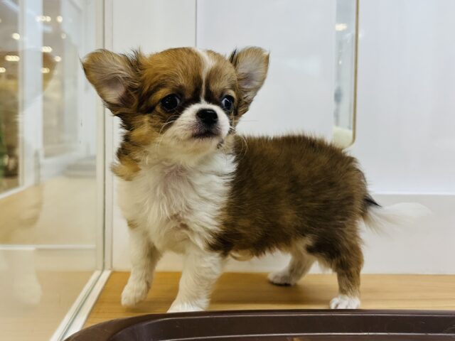 あたちの甘ったれ度についてこれる〜！？チワワちゃん！