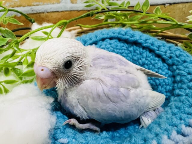 繊細な儚げカラー🩵幻のセキセイインコのライラック✨