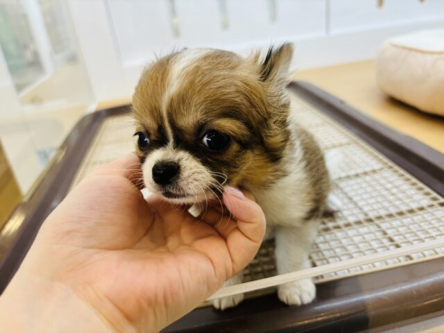 チワワ