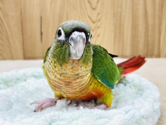 ワキコガネウロコインコ