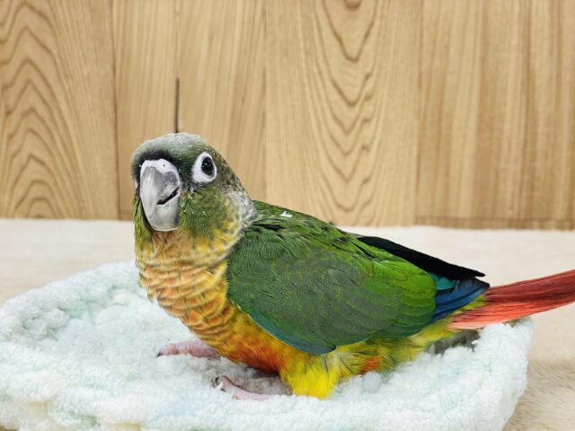 ワキコガネウロコインコ