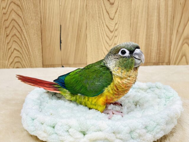 ワキコガネウロコインコ