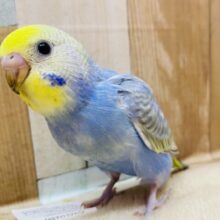 最新画像有ります❗️濃いめブルーにあわ〜い模様が綺麗なコ✨セキセイインコのレインボー🌈