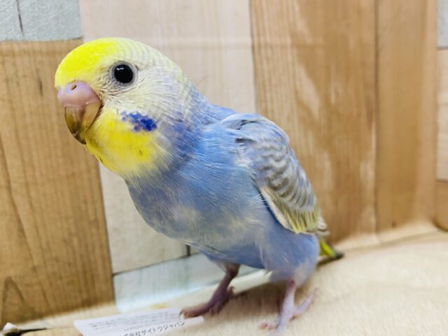 最新画像有ります❗️濃いめブルーにあわ〜い模様が綺麗なコ✨セキセイインコのレインボー🌈