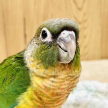 カラフルでラブリー🌈✨ワキコガネウロコインコ（ヒナ）