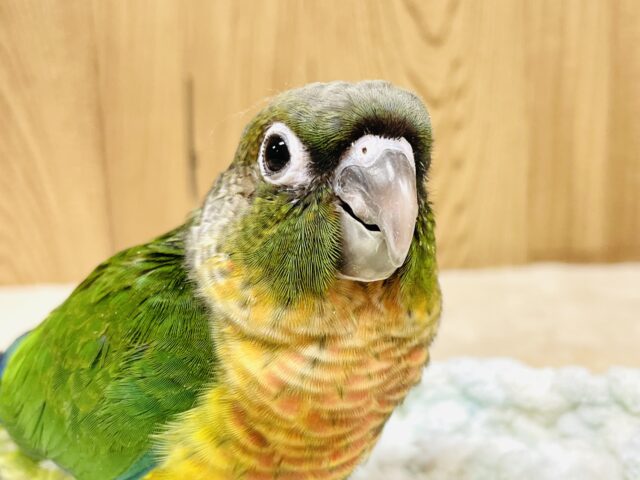 カラフルでラブリー🌈✨ワキコガネウロコインコ（ヒナ）