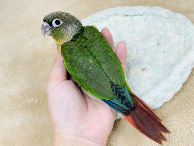 ワキコガネウロコインコ