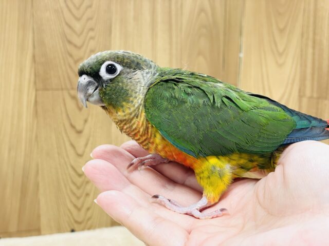 ワキコガネウロコインコ