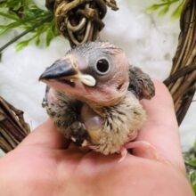 新生児並みのツルツル♡坊主頭のパイド系桜文鳥🌸