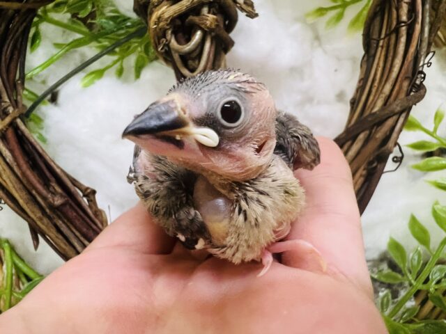 新生児並みのツルツル♡坊主頭のパイド系桜文鳥🌸