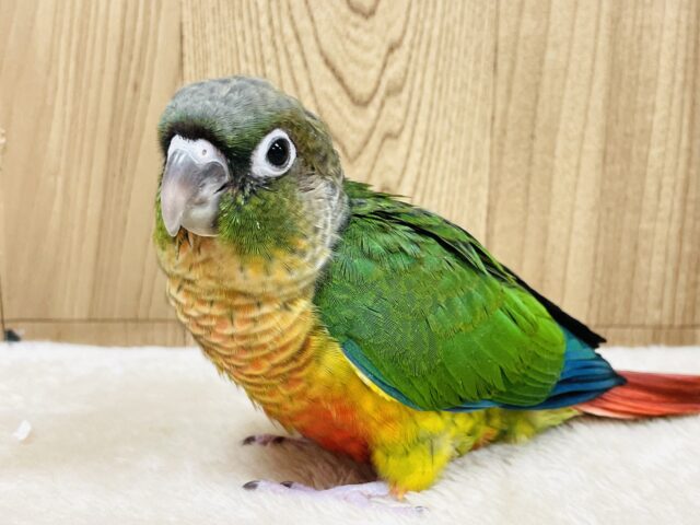 ワキコガネウロコインコ