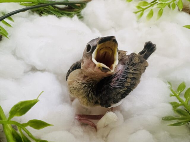 桜文鳥