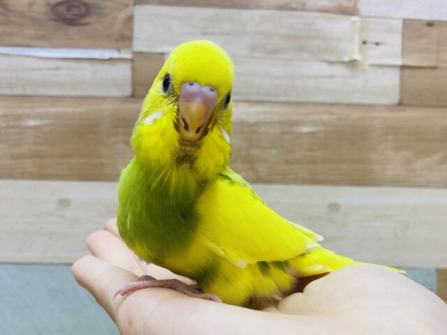 セキセイインコ
