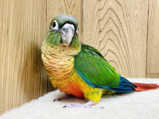 ワキコガネウロコインコ