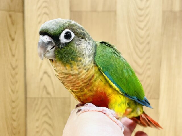 ワキコガネウロコインコ